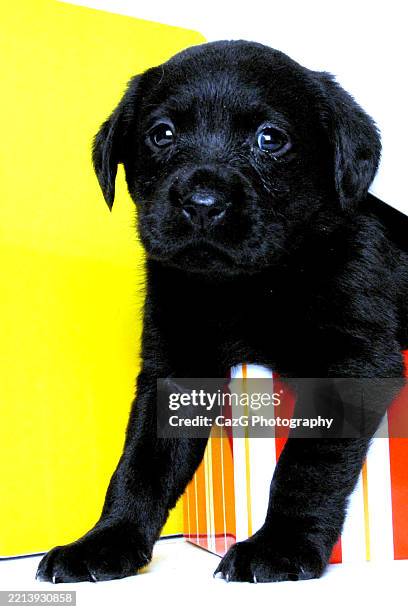 black labrador puppy sitting on boxes - images of black lab puppies stock pictures, royalty-free photos & images
