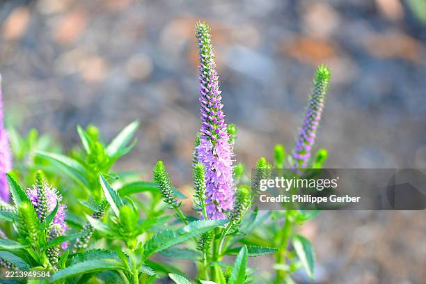 Speedwell Forrest 158 Garden Speedwell Stock Photos, High-Res Pictures, and Images ...