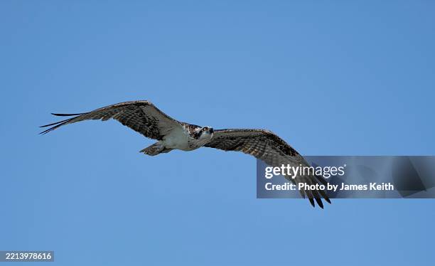 Oregon Raptors In Flight 64 97 Raptor Stock Photos, High-Res Pictures, and Images - Getty Images