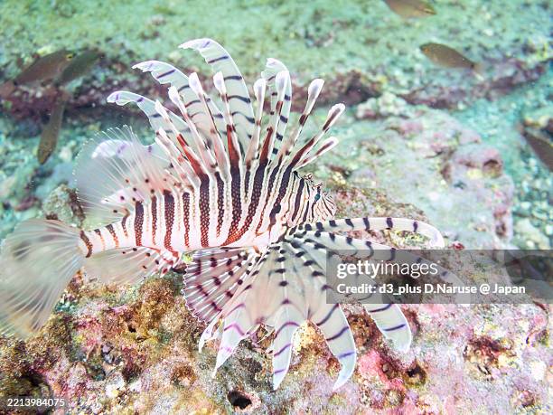 luna lionfish, pterois lunulata fish. - colossal cavern stock pictures, royalty-free photos & images