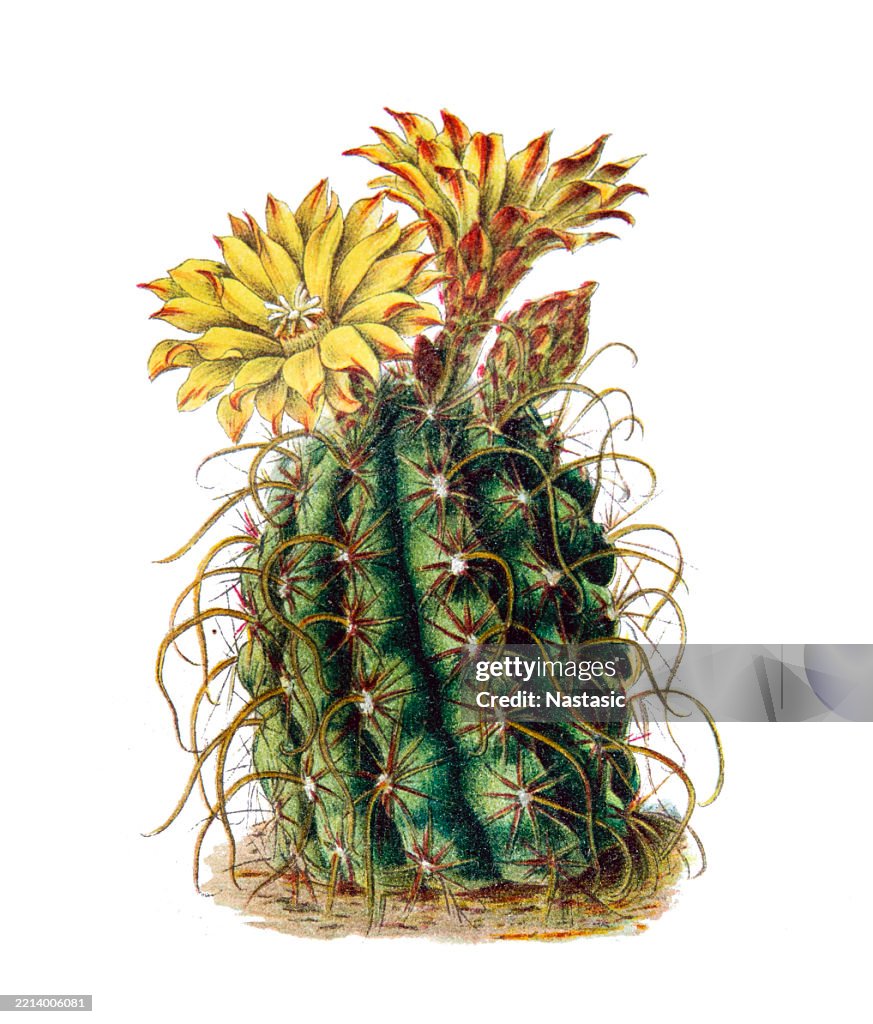 Ferocactus hamatacanthus (or Echinocactus longihamatus)