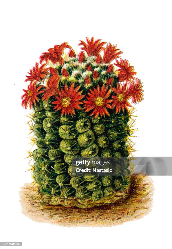 Rainbow pincushion (Mammillaria rhodantha)