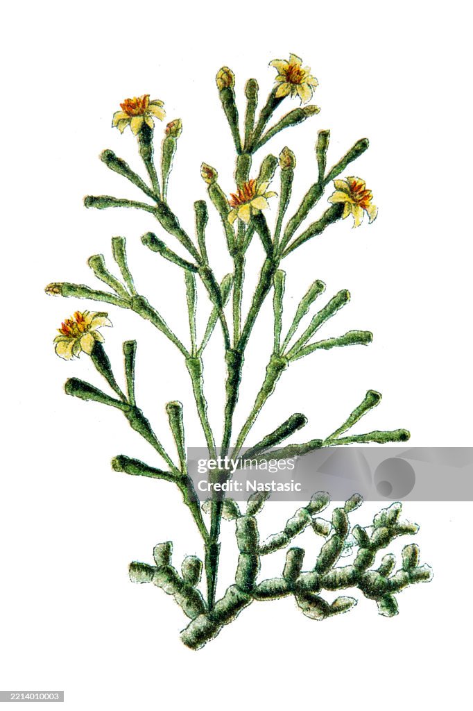 Bottle cactus (Hariota salicornioides)
