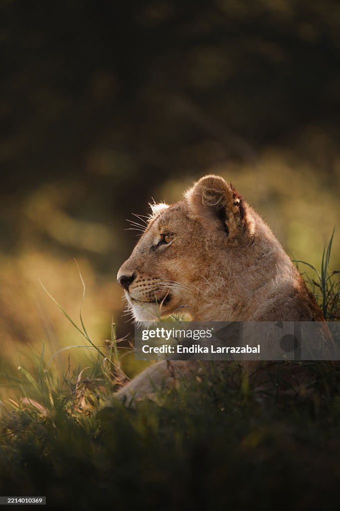 Young lioness resting in the tanzanian grass at sunset