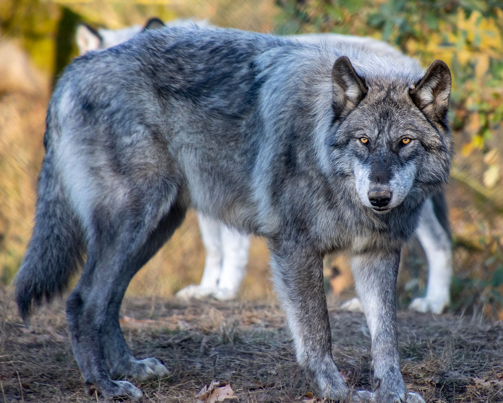 wolf pack