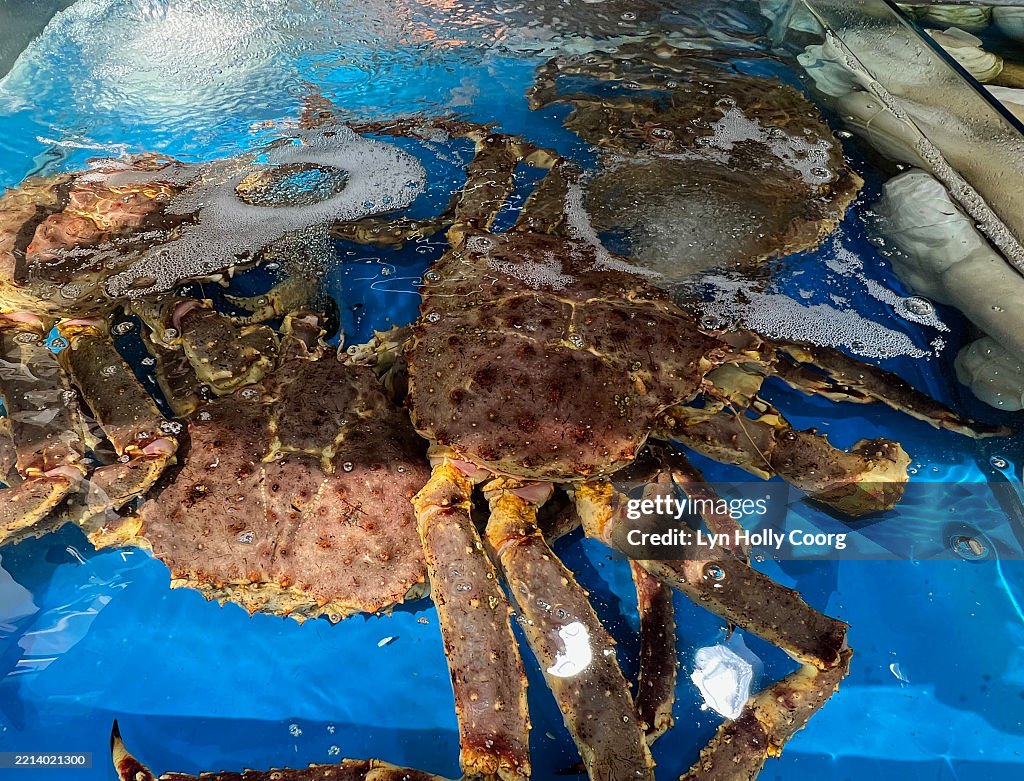 Close up overhead view of spider crabs in tank