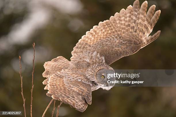great grey owl launching off its perch. - ernstig bedreigde soorten stockfoto's en -beelden