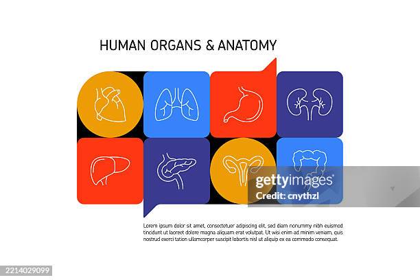 human organs concept banner design. heart, lungs, kidneys, liver, brain. - basic instinct stock illustrations