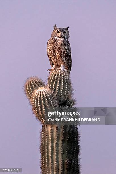great horned owls - saguaro cactus stock pictures, royalty-free photos & images