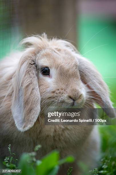 Rabbit Loop 1,397 Dwarf Lop Eared Rabbit Stock Photos, High-Res Pictures, and ...