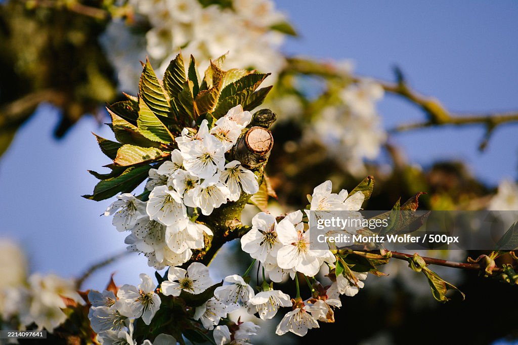 Close-up of white cherry blossom tree