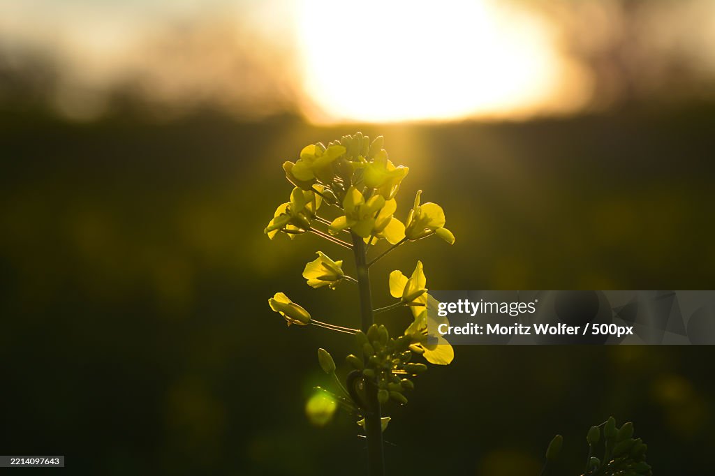Yellow flower against the backdrop of the setting sun Lightness concept