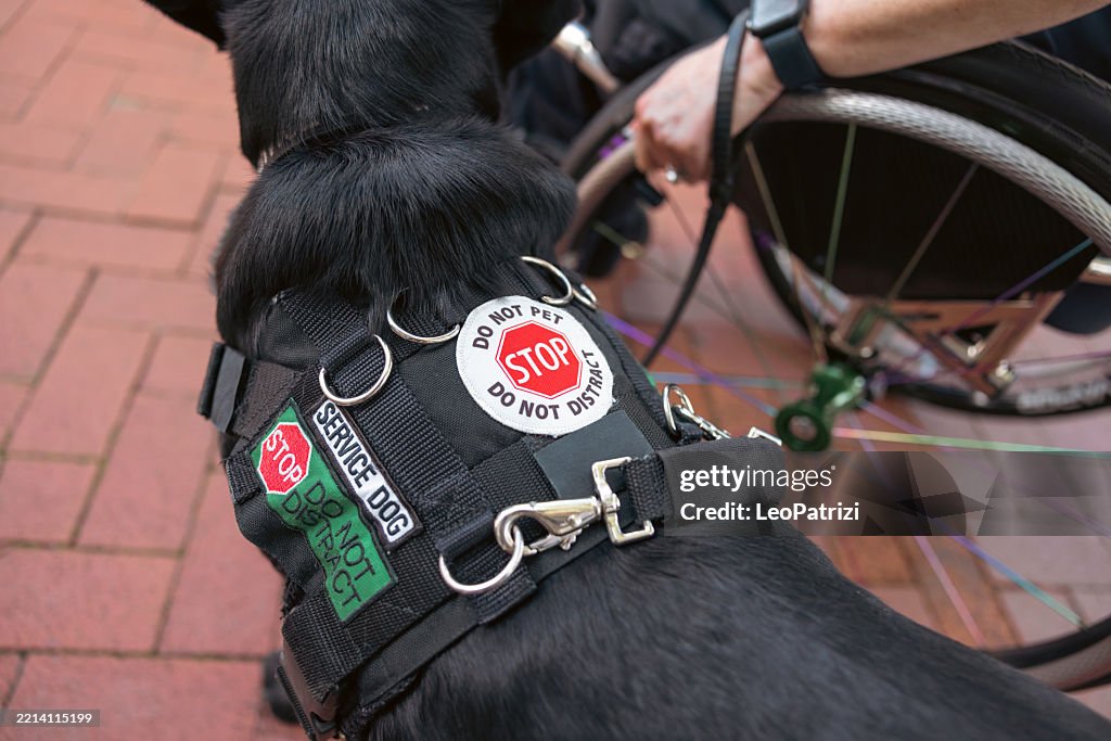 Service dog