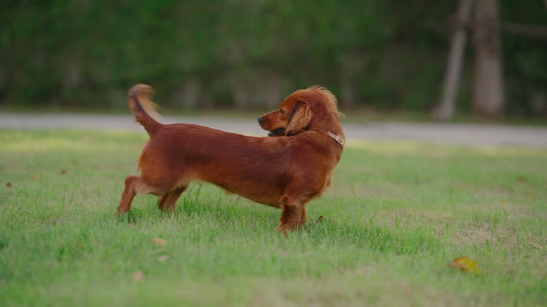 https://media.gettyimages.com/id/2214169931/video/joy-in-motion.jpg?b=1&s=640x640&k=20&c=z1VeunOJxQxgo_BmBHeplpJMgLgCJy1jGxlmPCPpI8g=