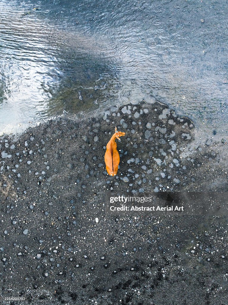 Drone photo showing a cow standing on black coloured sand at the edge of a river, Bali, Indonesia