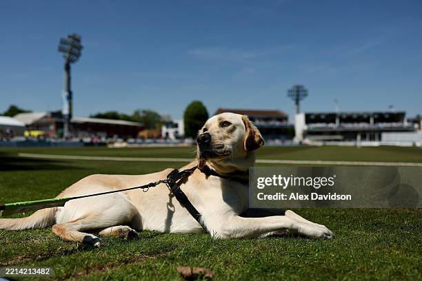 Dog sits on the boundary during Day One of the Rothesay County Championship Division Two match between Kent and Glamorgan at The Spitfire Ground on...