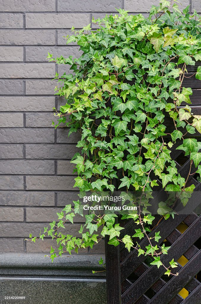 Ivy and wall tile blackground,classic European garden aesthetic