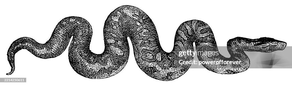 Southern African Rock Python Snake (Python Natalensis) - 19th Century