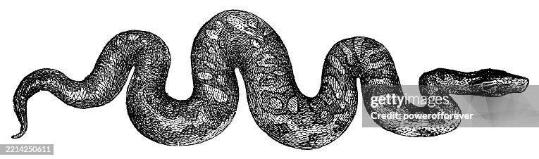 Southern African Rock Python Snake (Python Natalensis) - 19th Century Southern African Rock Python Snake (Python Natalensis) - 19th Century