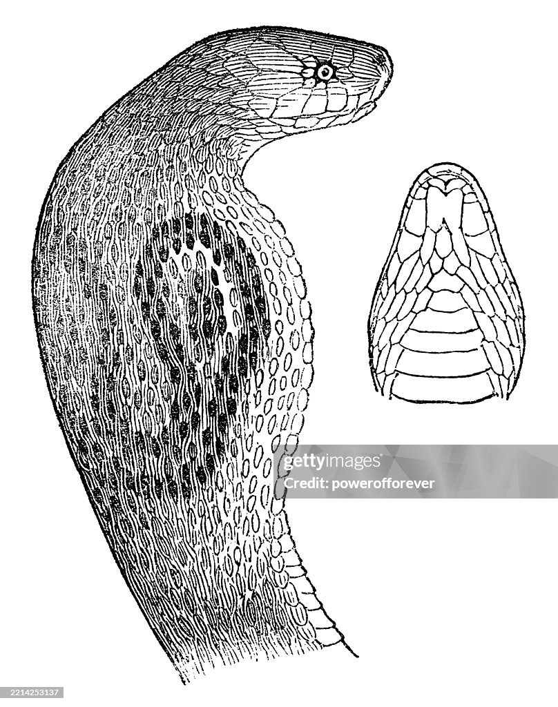 メガネコブラヘビ(Naja Naja) - 19世紀