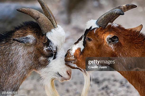 coppia di capre che tocca le teste in un momento tenero - due animali foto e immagini stock