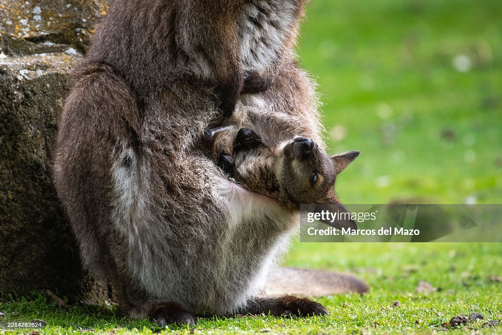 A joey of a red-necked wallaby also known as the Bennett's...