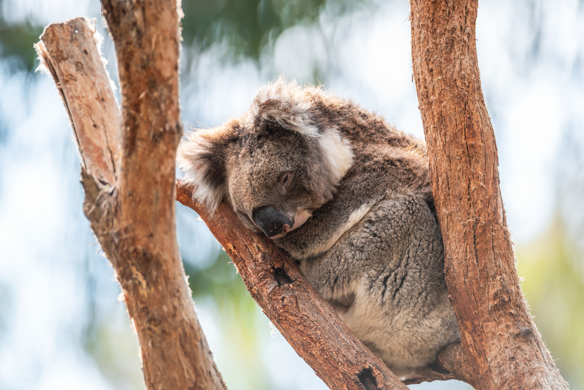 australian wildlife conservation