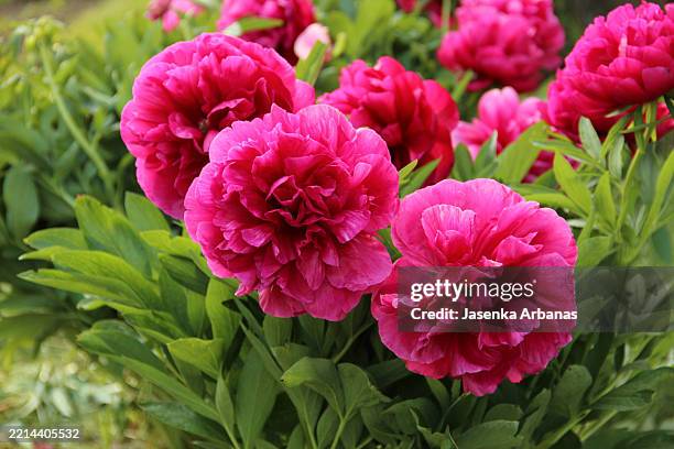 beautiful red peonies - pion bildbanksfoton och bilder