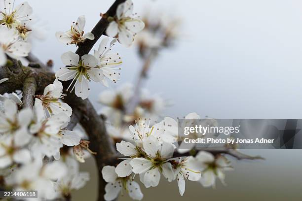 flowers of blackthorn - scandinavie photos et images de collection