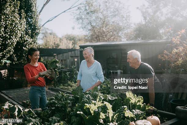 granparents and granddaughter gardening together - local produce stock pictures, royalty-free photos & images