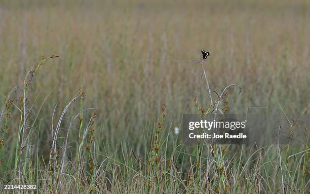 Palamedes swallowtail butterfly flies over sawgrass as people count them during the North American Butterfly Association Shark Valley butterfly count...