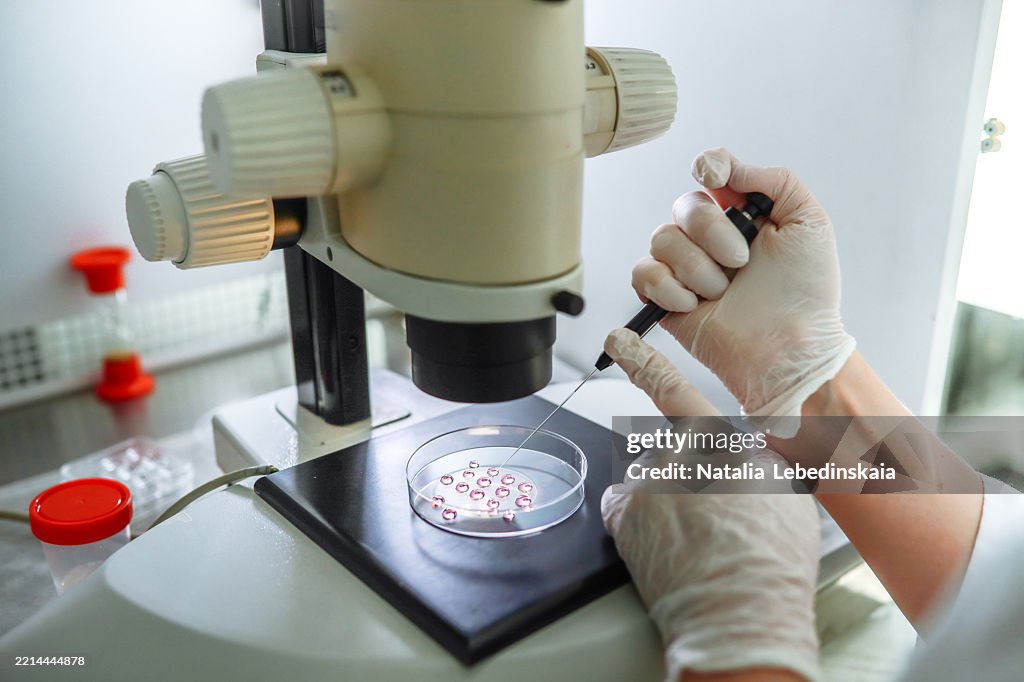 Embryologist preparing day-5 blastocyst for uterine implantation