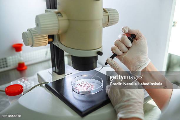 embryologist preparing day-5 blastocyst for uterine implantation - assisted reproduction and gynaecology centre stock pictures, royalty-free photos & images