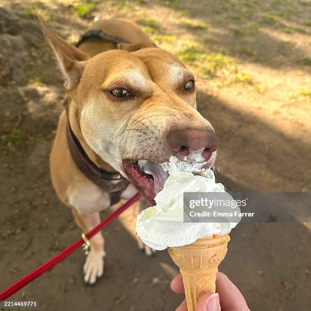 dog eating ice cream cornet in park - pawed mammal stock pictures, royalty-free photos & images