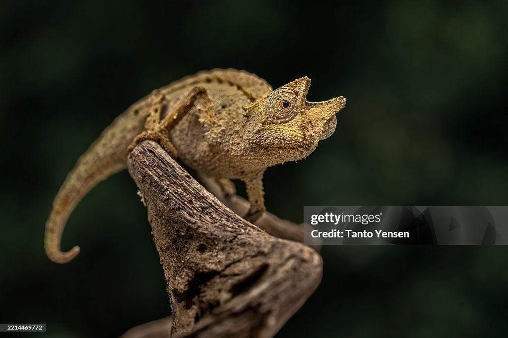 Pygmy chameleon