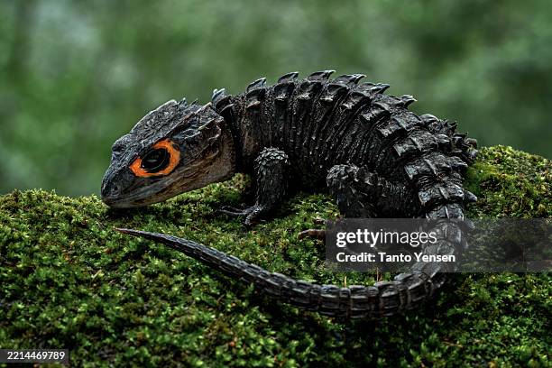 red eyed crocodile skink - krokodillenfamilie stockfoto's en -beelden