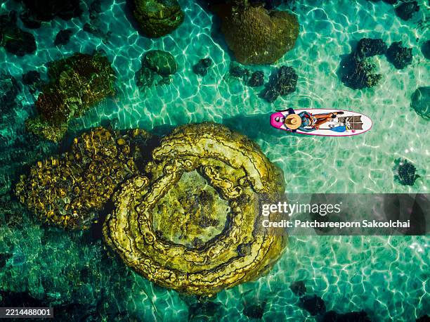 explore the sea summer - turtle island stock pictures, royalty-free photos & images