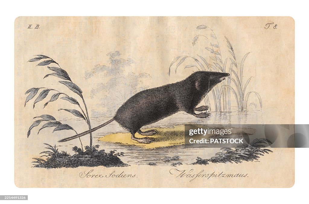 Water shrew