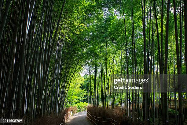 atmosphere of the suburbs of kyoto - bamboo grove stock pictures, royalty-free photos & images