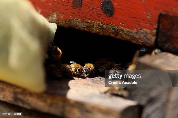 Bee Guide Peru 8,257 Lima Animal Stock Photos, High-Res Pictures, and Images - Getty ...