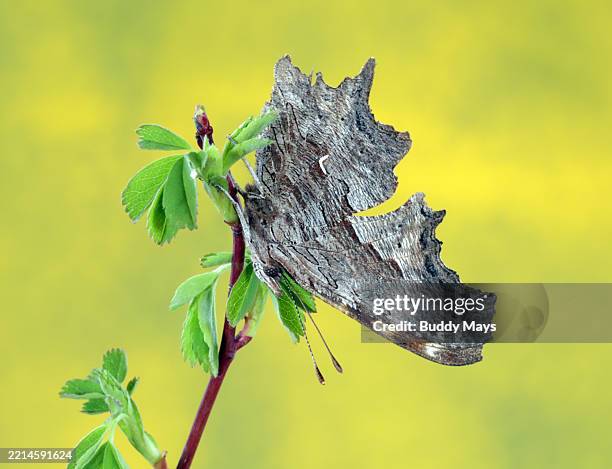 hoary comma buitterfly - komma stock-fotos und bilder