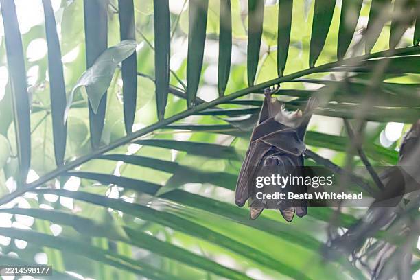 fruit bat roosting in tropical palm canopy - echolocation stock pictures, royalty-free photos & images
