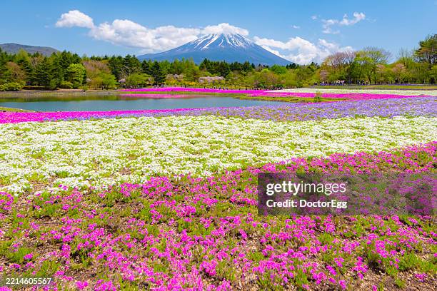 315 Moss Phlox Park Stock Photos, High-Res Pictures, and Images