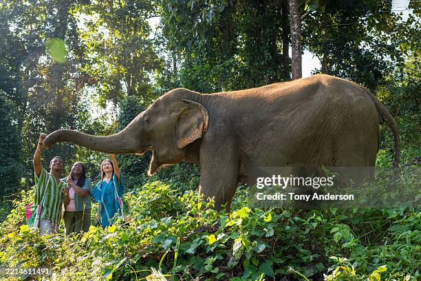 thai tour guide with two black tourists feeding elephant in thailand - cidade de chiang mai imagens e fotografias de stock