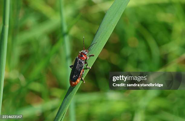 a soldier beetle, cantharis rustica, on a blade of grass in a meadow. - cantharis rustica stock pictures, royalty-free photos & images