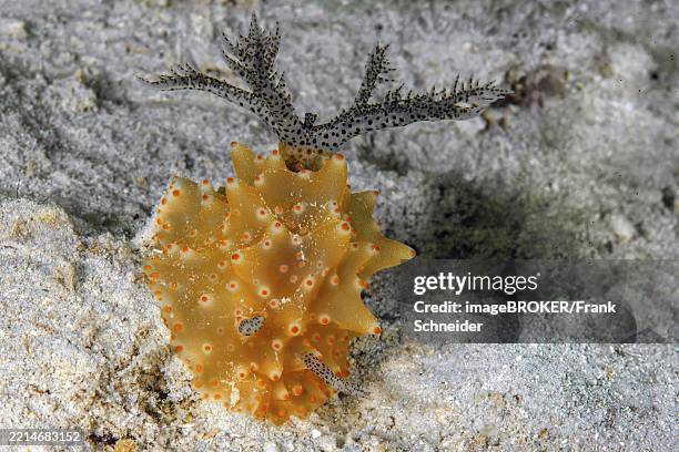 Shell Less Sea Animals 19 Shell Less Snail Stock Photos, High-Res Pictures, and Images - Getty ...