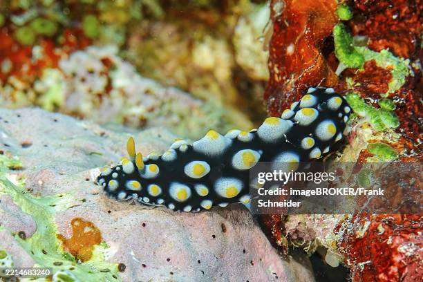 Slugocean Shell 47 Warty Sea Slug Stock Photos, High-Res Pictures, and Images - Getty ...