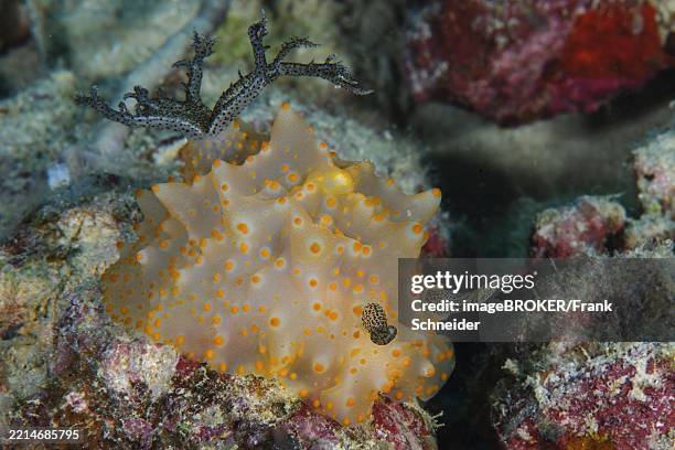 Shell Less Sea Animals 19 Shell Less Snail Stock Photos, High-Res Pictures, and Images - Getty ...