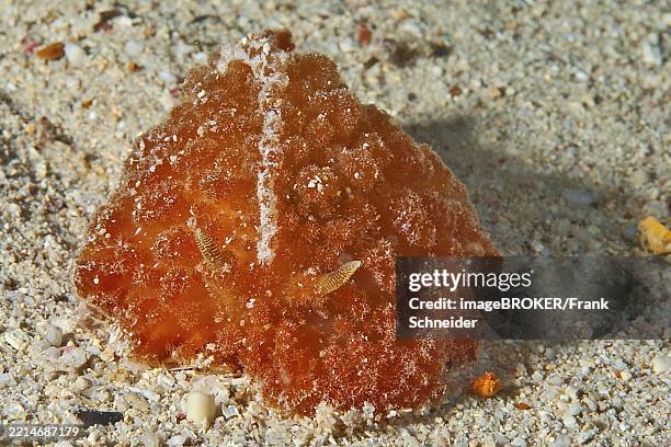 Shell Less Sea Animals 19 Shell Less Snail Stock Photos, High-Res Pictures, and Images - Getty ...