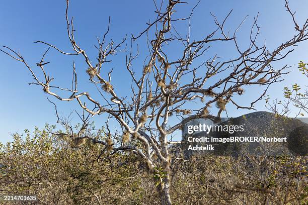 boswellia sacra (synonym: boswellia carteri), galapagos, ecuador, south america - frankincense stock pictures, royalty-free photos & images